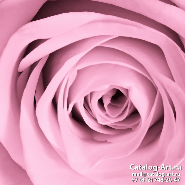 Pink roses 54